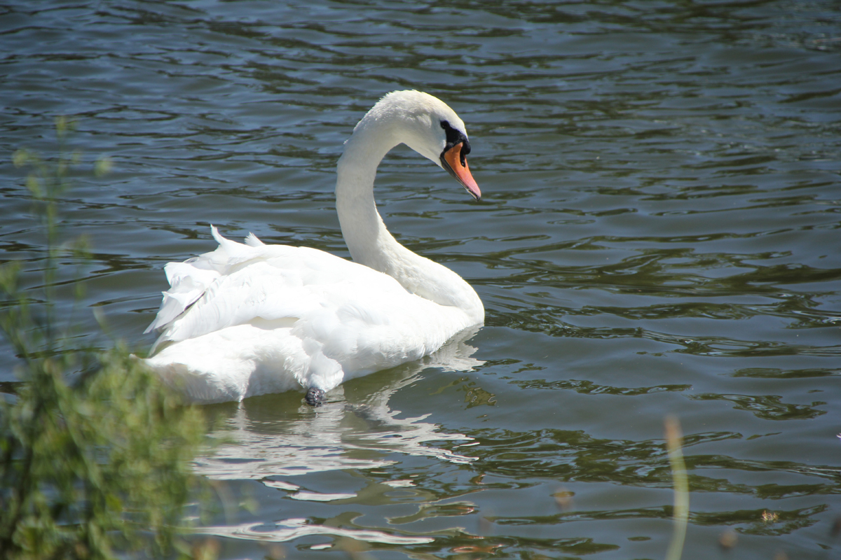 wildlife photography - swan taken with DSLR camera