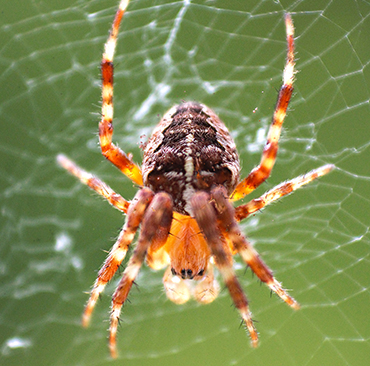Macro photography spider